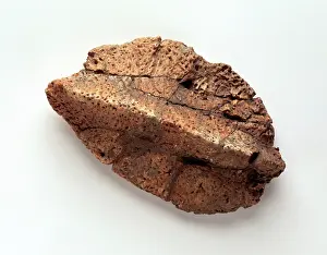 Ankylosauria: Ankylosaur skin nodule
