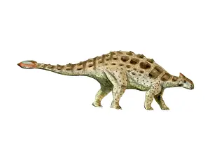 Ankylosaur: Ankylosaurus armored dinosaur