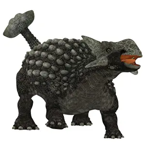 Ankylosaurus: Ankylosaurus dinosaur