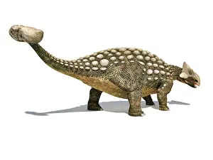 Ugliness: Ankylosaurus dinosaur isolated on white background