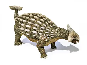 Ugliness: Ankylosaurus dinosaur isolated on white background
