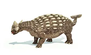 Ankylosaur: Ankylosaurus dinosaur on white background