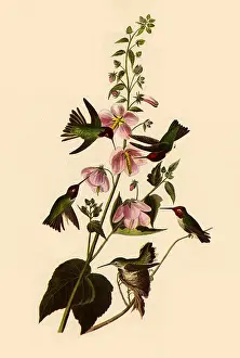 Rivoli: Anna's Hummingbirds