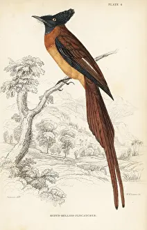 Lizars: Annobon paradise flycatcher, Terpsiphone smithii. Vulnerable