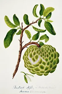Custard: Annona cheremoya, custard apple