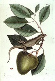 Lacertilia: Annona glabra, pond apple
