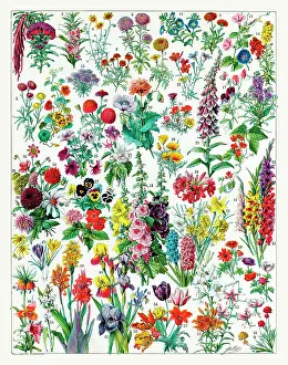 Peas: Annual and Biannual flowers