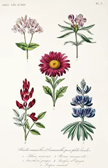 Fabidae: Annual and biannual plants