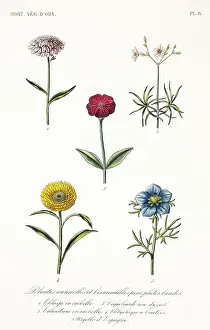 Malvidae: Annual and biannual plants