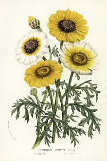 Carinata: Annual chrysanthemum or tricolor daisy, Ismelia carinata