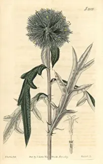 Echinops: Annual globe-thistle, Echinops strigosa