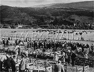 Carnarvonshire: ANNUAL LAMB SALE