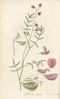 William Blackwood: Annual lessertia, Lessertia annua