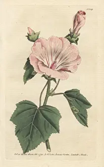 Malva: Annual mallow, Malva trimestris
