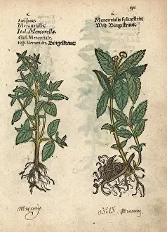 Lonicer: Annual mercury, Mercurialis annua, and dog