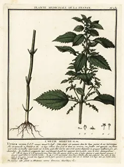 Plante Medicinale De La France: Annual nettle, Urtica urens
