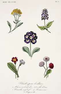 Malvidae: Annuals and biannual plants