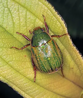 Scarab: Anomala sp. chafer beetle