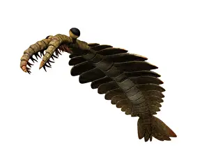 Cambrian: Anomalocaris is an arthropod from the Cambrian of Canada
