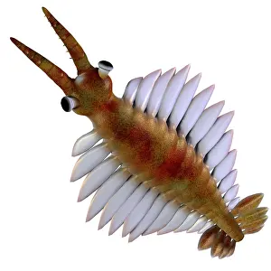 Cambrian: Anomalocaris from the Cambrian Period