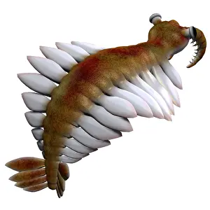 Cambrian: Anomalocaris from the Cambrian Period
