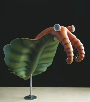 Anomalocaris: Anomalocaris canadensis