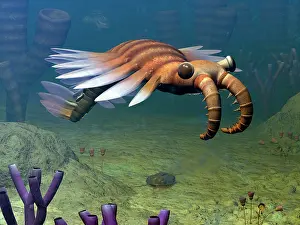 Cambrian: An Anomalocaris explores a Middle Cambrian age ocean floor