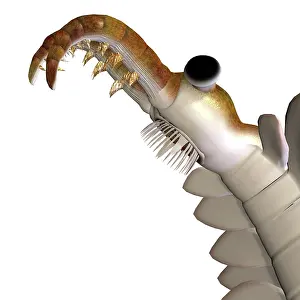 Cambrian: Anomalocaris head close-up, on white background