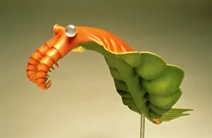 Cambrian: Anomalocaris model