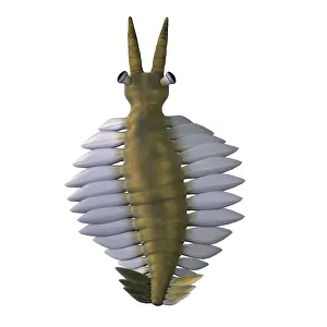 Overhead: Anomalocaris, overhead view on white background