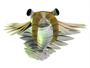 Cambrian: Anomalocaris, front view on white background