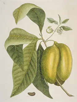 Magnoliid: Anona sp. soursop