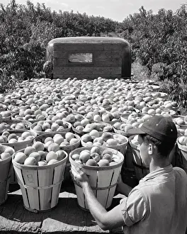 Flatbed: Anonymous Fruit Farmer in Orchard Loading Baskets of Peaches