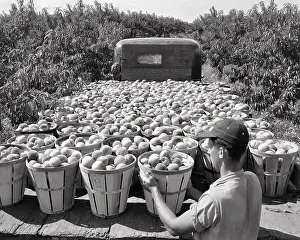 Flatbed: Anonymous Fruit Farmer in Orchard Loading Baskets of Peaches