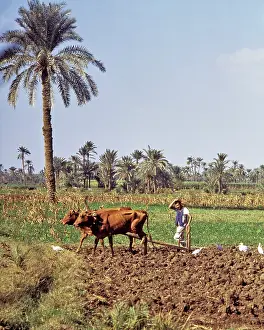 Antiquated: Anonymous Man Farmer Plowing a Field