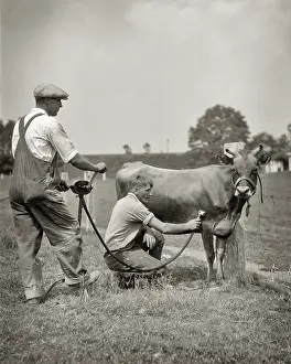 Ungulates: Two Anonymous Men Dairy Farmers Using Hand Cranked
