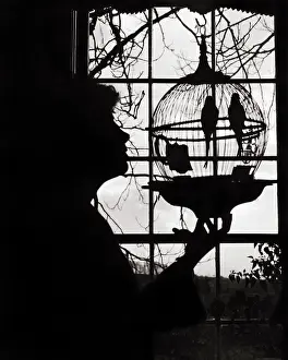 Parakeets: Anonymous Silhouetted Woman in Profile Looking