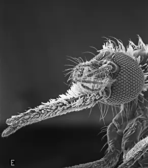 Proboscis: Anopheles gambiae, mosquito