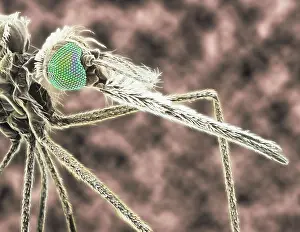 Proboscis: Anopheles gambiae, mosquito