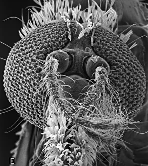 Anopelini: Anopheles gambiae, mosquito