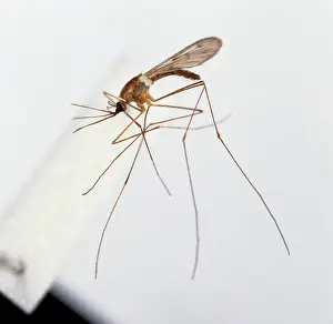 Malaria: Anopheles labranchiae, mosquito