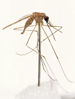 Malaria: Anopheles labranchiae, mosquito