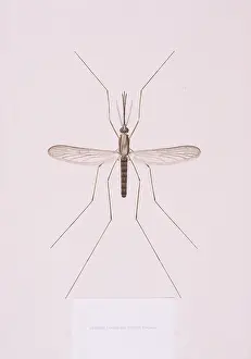 Amadeo: Anopheles plumbeus, mosquito