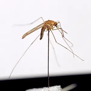 Malaria: Anopheles sacharori, mosquito