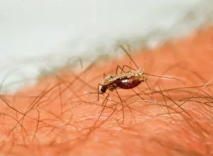 Piercing: Anopheles sp. anopheline mosquito