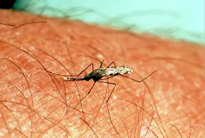 Piercing: Anopheles sp, anopheline mosquito