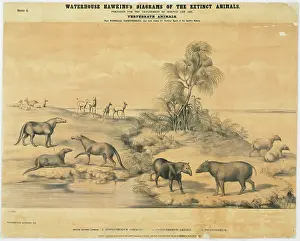 Epitheria: Anoplotherium commune & gracile, Palaeotherium