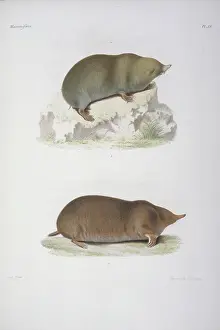 Shrew: Anourosorex squamipes, mole shrew