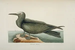 Noddy: Anous stolidus, brown noddy