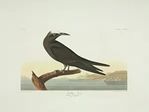 Noddy: Anous stolidus, brown noddy